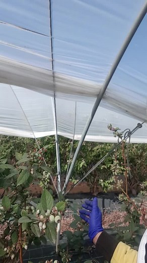 Berry Picking Techniques in Greenhouse Farming