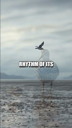 The Quiet Trail of the Dunlin