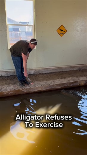 Wildlife Educator | Animal YouTuber on Instagram: "Alligator Refuses To Exercise 😳🐊"