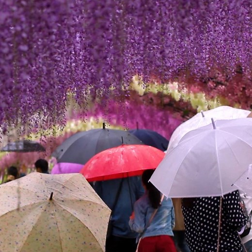 11M views · 629K reactions | This stunning wisteria flower tunnel is a must see this spring!  | UNILAD Adventure | Facebook