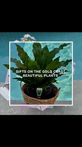 Beautiful plants delivered right to the door. Gold Coast same-day delivery. Starting from $36. Go shopping. https://www.giftsonthegoldcoast.com.au #gift #plant #birthday #flower #loveyou #anniversary #get | Gifts On The Gold Coast