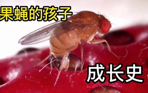 果蝇的孩子成长史