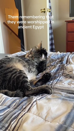 The memories flooded in leaving felix gagged #cat #catsoftiktok #fypシ #catlover #cats #xyzbca