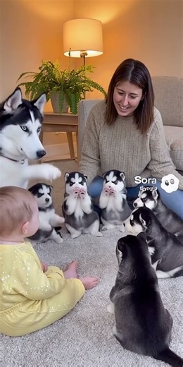 6 Husky Puppies Playfully Jump During Family Time 🐶 | creatively crafted