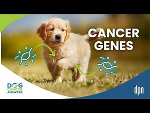 How Some Dogs Get Cancer: How Genetic Mutations Trigger Cancer in Dogs | Charlotte Hacker, MS, PhD