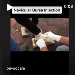 The stellar crew on another Navicular Bursa Injection 🐴💫 #equine #equinevet #equinetherapy #equinelife #equinerehab #horserehab #equestrian #equineveterinarian #ocala #ocalafl #worldequestriancenter #horsetherapy #equinerehabilitation #lameness #equinelifestyle #dressage #hunterjumper #horsetrainer #thoroughbred #racehorse #horseracing #horseshow #performancehorse #usdf #worldequestriancenter #ushja #usef #ocalaflorida #horsetraining #farriersofinstagram | Equine Performance Innovative Center: