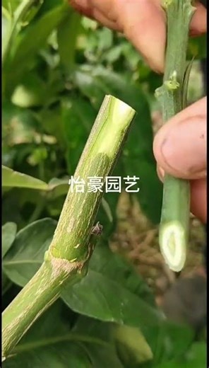 Best method and unique ideas for the grafting of fruit trees #grafting #plants #garden #tree​