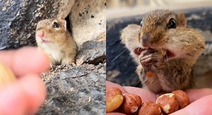 Adorable chipmunk scurries out of hibernation to feed from his 'owners' hands