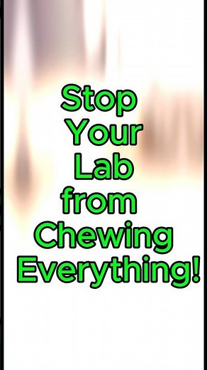 Stop Your Lab from Chewing Everything #animals #labrador #dogs