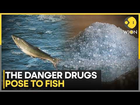 New Study Says Cocaine Makes Fish More Vulnerable To Predators | WION