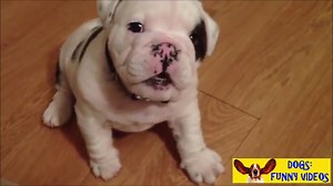 285K views · 4.8K reactions | Very angry bulldog puppy! | House of Birds | Facebook
