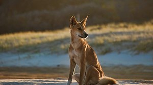 Dingo-proof fence plan to reduce Fraser attacks
