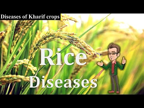 Diseases of Rice and Management | Disease cycle, Etiology | BSc Agriculture