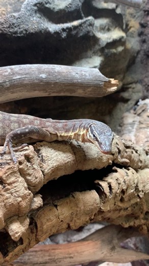 Kimberly Rock Monitor Care: Tips for Reptile Lovers