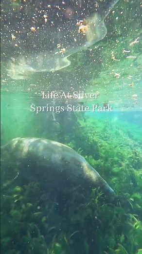 Silver Springs State Park