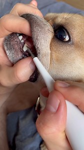 Watch plaque blaster for human teeth on Amazon Live