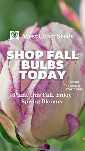 3.6K views | Fall is here!  Plant organic, untreated bulbs now for a vibrant spring garden. Nurture the earth with eco-friendly choices that bloom into beauty. Shop certified sustainable seeds and grow responsibly this season! | West Coast Seeds | Facebook