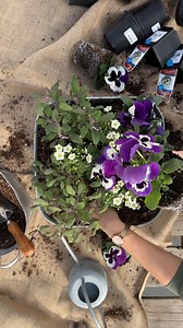 75K views · 418 reactions | The Best of Spring  Create your own pansy planter! Use a simple tin planter to build a beautiful spring design with early spring annuals from the garden centre. A splash of colour for your patio or front door! | West Coast Gardens | Facebook