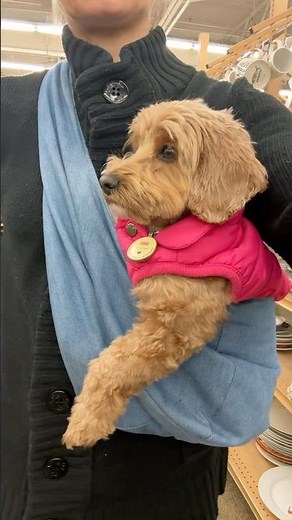 DIY dog sling