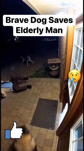 110K views · 1.3K reactions | A loyal dog jumps into action when a wolf stalks his elderly owner — pure courage caught on the security cam! #dogsavesman #herodog #SecurityFootage | BeoLe Entertainment | Facebook