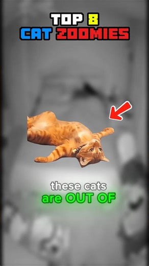 Top 8 Cat Zoomies 💨 (Funniest Cat Chaos Ever)#funnycats #viralvideo