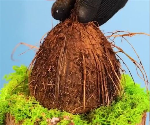 768K views · 2K reactions | Elegant ring created out of coconut shell! | 5-Minute Crafts | Facebook