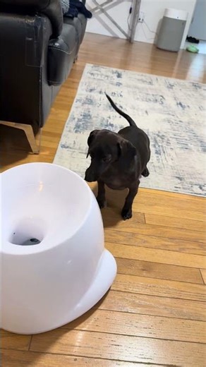 Crazy Dachshund Goes Wild for Her Automatic Ball Launcher