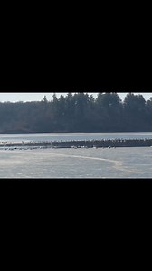 Beautiful winter morning around the lake #naturelovers | Amanda Williams