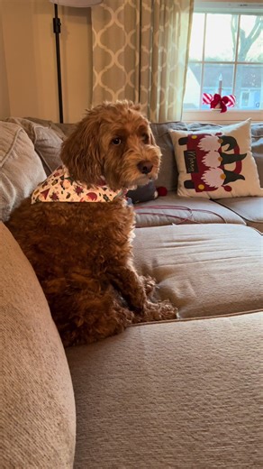 Just an awkward guy 😂🐶 #doghumor #dogtok #dogparents #cockapoo #petsoftiktok