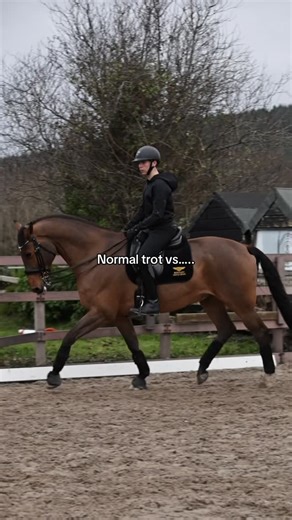 Tom Sweeney on Instagram: "He prefers the FANCY trot😍🤍 #equestrian #horse #dressagerider #dressage #dressagehorse"