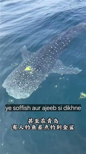 Sharks That Look Scary… But Usually Don’t Attack Humans