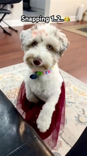Did Nova steal your heart? ❤️ Nova's Princess Edition: Part 2! #miniaussiedoodle #shorts #dog