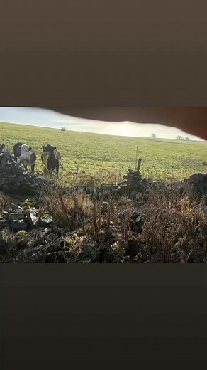 Today’s walling done limestone gaping | Sgr Stump Grinding