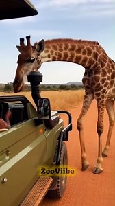 What would YOU do if a giraffe leaned into your car window? 👀 #fbreels2025ツ #giraffe #wildlife #nature #animals #animallover | ZooViibe