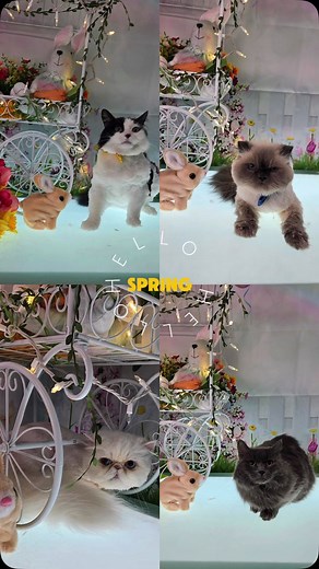 Cat days in Spring ✨ #nj #groomingbyjlynn #reel #catgrooming #catgroomer #cat #longhaircat #cute #spring #photoshoot | Grooming by J-Lynn