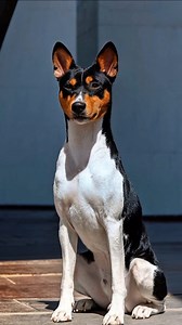 1.3M views · 56K reactions | El Basenji #hunting #DogHunter #HunterLife #OutdoorAdventure #dogs #hound #huntinglegacy | Hunting Legacy | Facebook