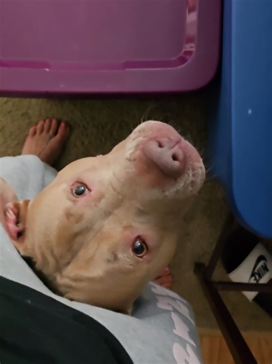 Understanding Pit Bulls: The Myths and Facts