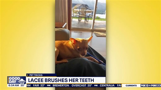 Pet tricks for Tuesday, March 10