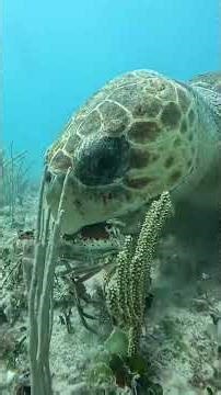 This turtle has already eaten its first lobster of the season