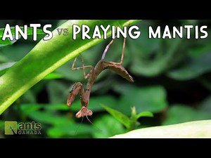 Ants vs. Praying Mantis