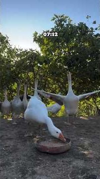 Village Life Vlog: Feeding the Animals & Finding Joy in Nature 🌿 #villagelife #shorts