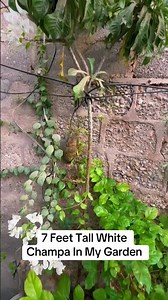 7 Feet Tall White Champa In My Garden | Full Bloom 🌼