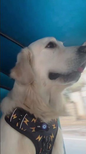 Super excited for a bath at the dog spa… 🐶✨Bath at home? Absolutely not. 😂