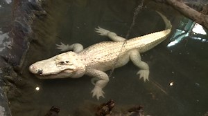 Houston Zoo's popular alligator moving to new home