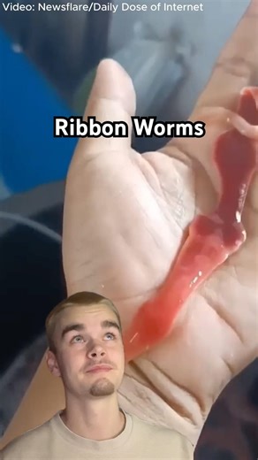 These Worms Are the Closest to Aliens We Have