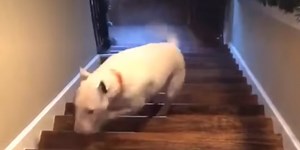 A Dog Just Literally Flew down A Full Flight Of Stairs In This Viral TikTok Video
