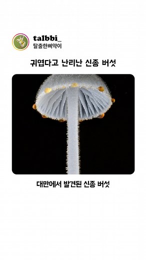 귀엽다고 난리난 신종 버섯의 매력