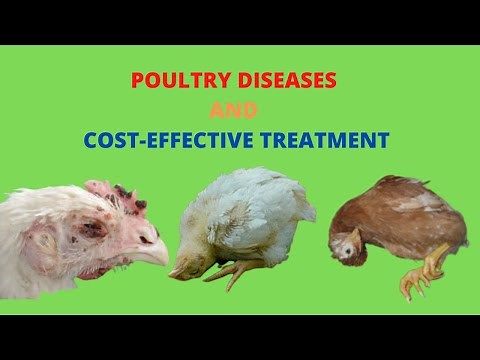 Poultry Diseases, Symptoms, and Treatment