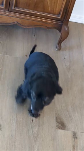 New Mexico Dachshund Rescue on Reels