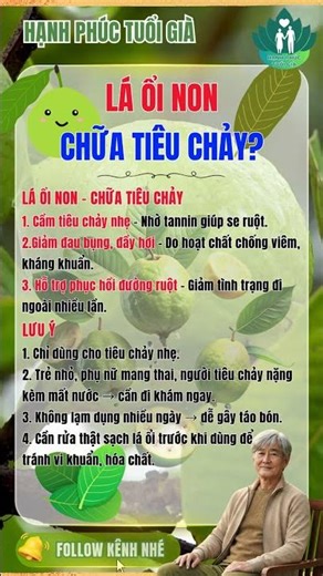 Lá Ổi Non Có Chữa Tiêu Chảy Không? Sự Thật Và Cách Dùng Đúng